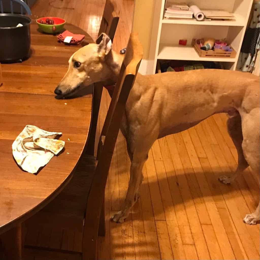 greyhound licking a table