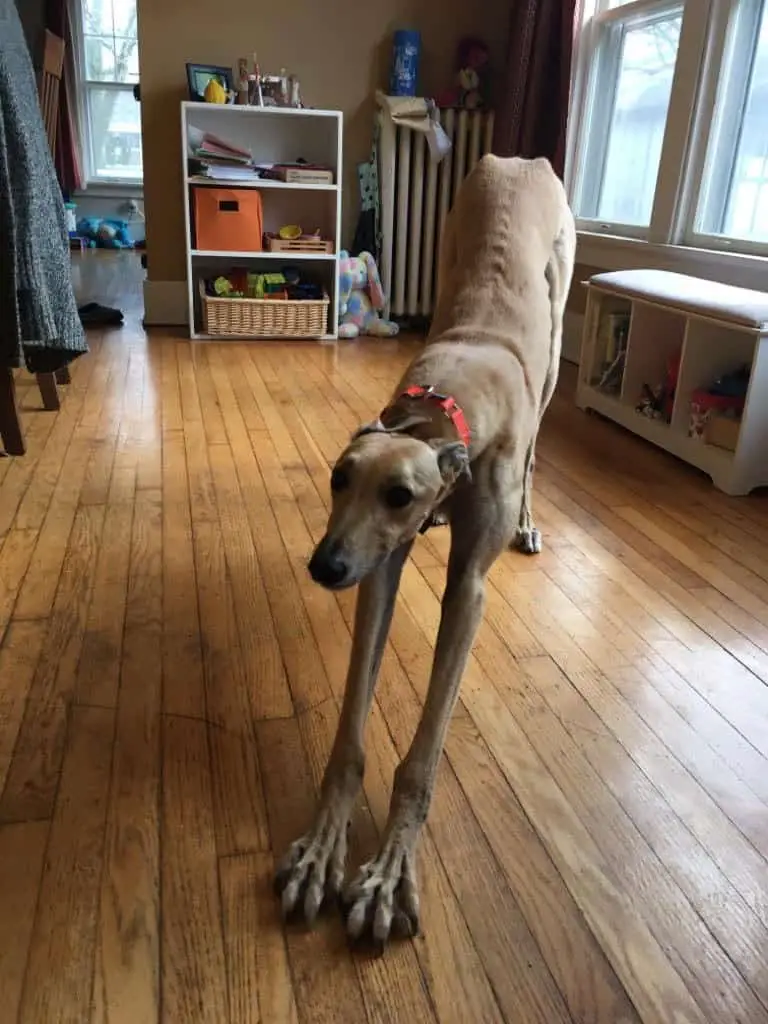 greyhound doing downward dog