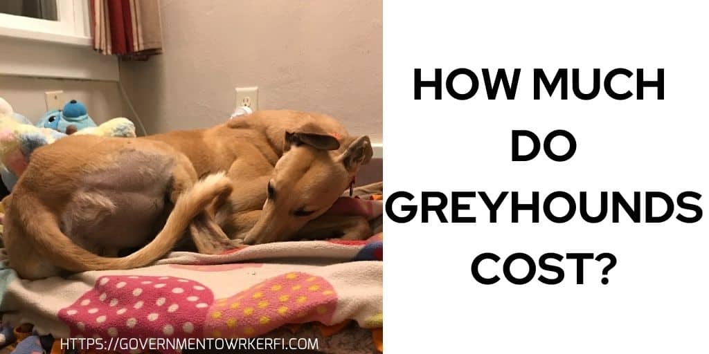 How Much Do Greyhounds Cost- Practical Budget For Your Dog