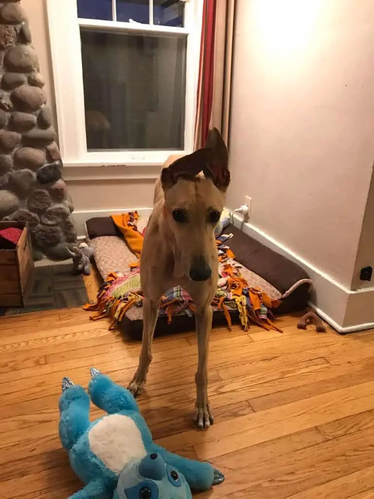 greyhound with "pope hat" ears