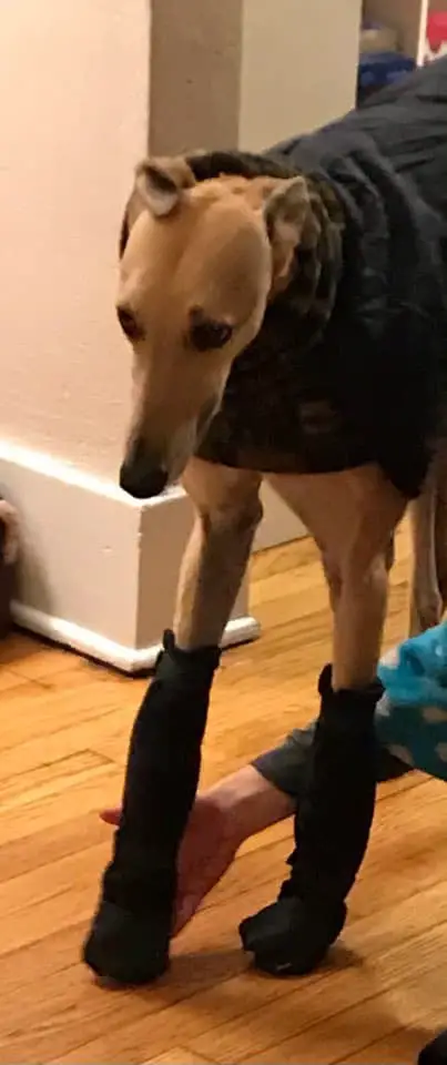 greyhound wearing boots