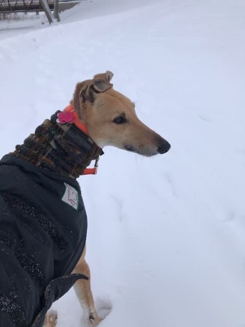 greyhound walking through the snow