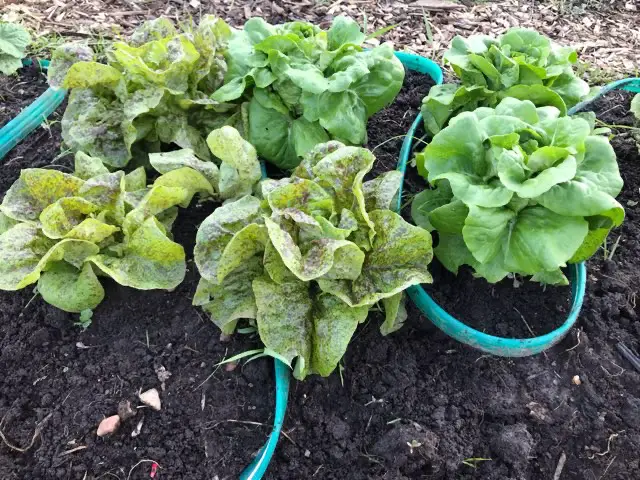 lettuce from my community garden