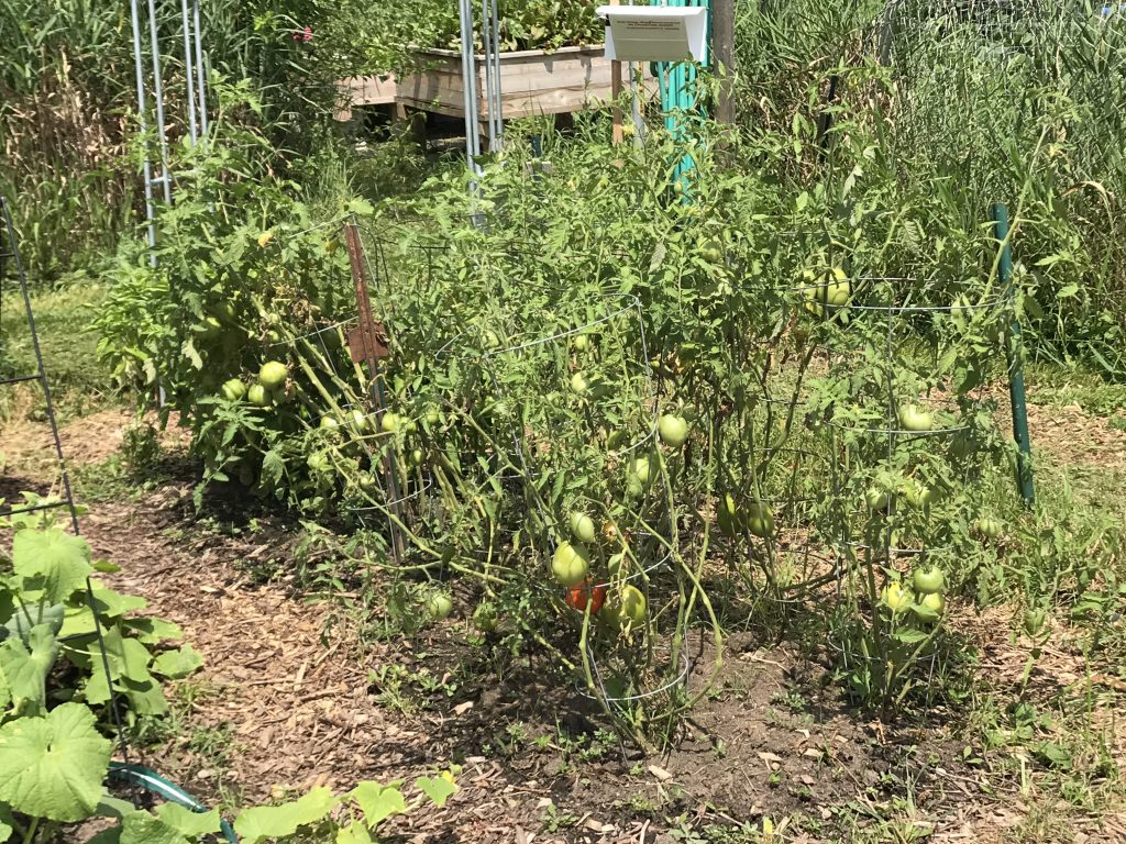 tomatoes growing in our community garden