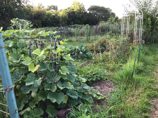 view of the community garden at the beginning of September 2021