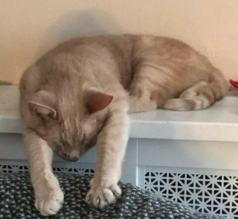 Cheeto the cat relaxing on the radiator.