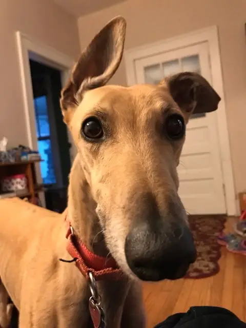 up close picture of Kenny the greyhound