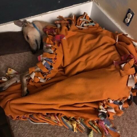 Kenny the greyhound covered up in blankets
