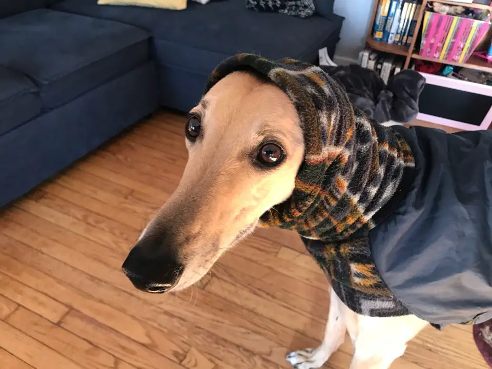 Picture of a greyhound in a snood