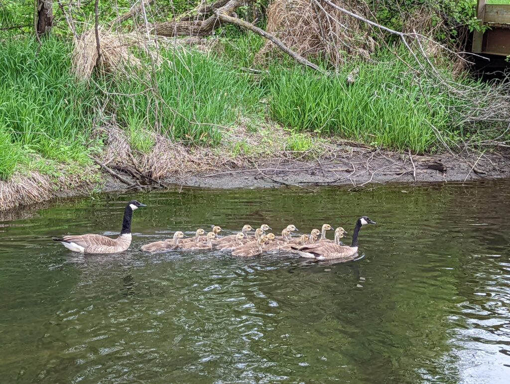 Baby geese swimming in a river.