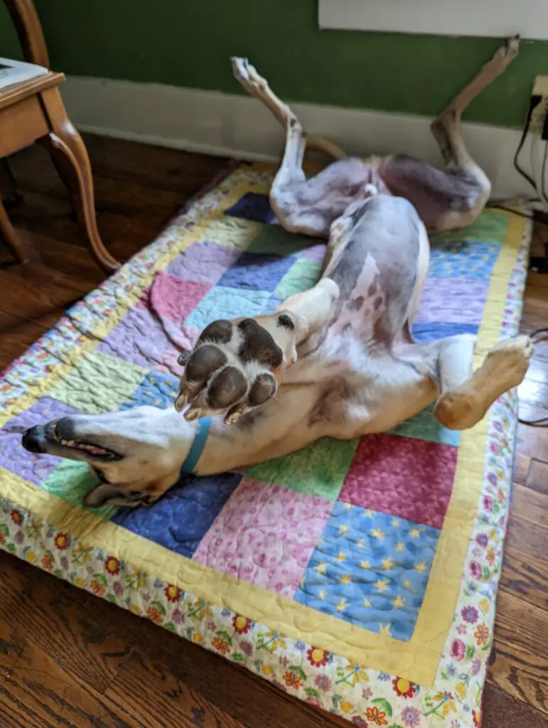 Kenny the greyhound sleeping on his back